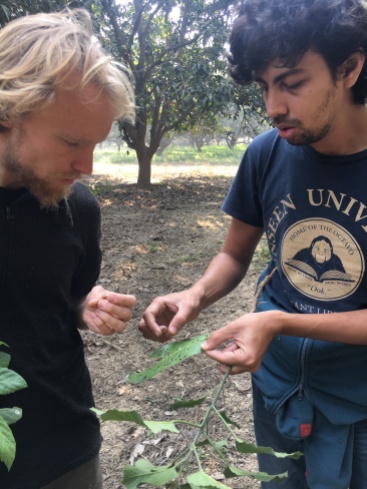 Vahisthu and Fredrik discussing the diseases found on the trees. Many diseases hit after going organic.
