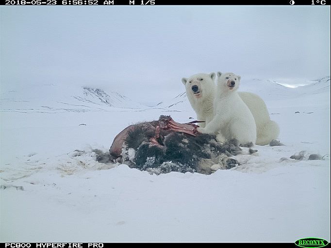 Isbjørn, Zackenberg.